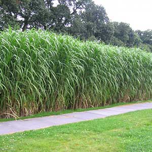 Miscanthus giganteus la plante en pot de 3 litres