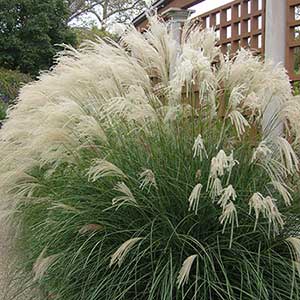 Miscanthus sinensis Yaku Jima la plante en godet de 9 cm