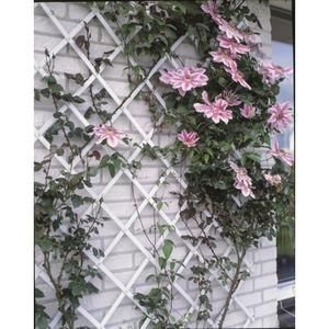Treillis extensible plastique vert - 100x300cm