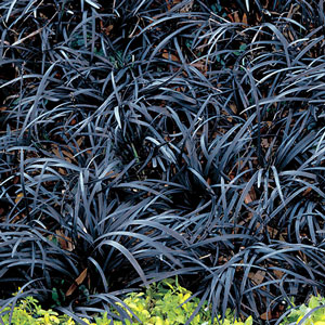 Ophiopogon planiscapus Niger la plante en godet de 9 cm