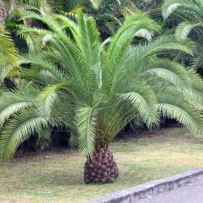 Palmier des Canaries Stipe (tronc) 30 cm, hauteur 200/250 cm