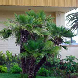 Palmier nain (Chamaerops humilis) 40/50 cm