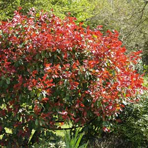 Photinia Red Robin 150/175 cm en pot de 25 litres