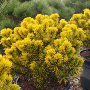 Pinus mugo Winter Gold, Pin nain doré quart de tige - Boule sur tige de 60 cm
