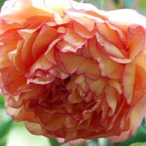 Pivoine arbustive orange Kinkaku alias Souvenir de Maxime Cornu 15/20 cm