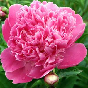 Pivoine de Chine Edulis Superba Livré en Souche 3/5 yeux ou Pot