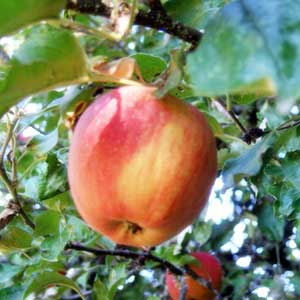 Pommier Elstar palissé Palmette Simple U