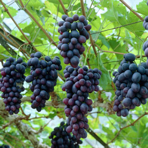 Raisin fraise, vigne Isabelle - Raisin framboise 125/150 cm en pot de 5 litres