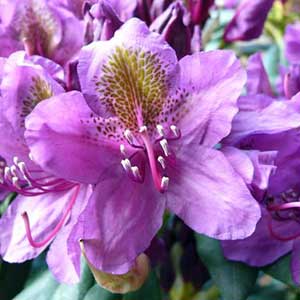 Rhododendron hybride Marcel Ménard 40/50 cm
