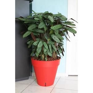 RIVIERA Pot LOFT avec réserve d'eau diam?tre 60 cm rouge