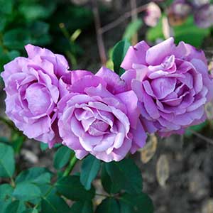 Rosier Charles de Gaulle® 30/50 cm en pot de 3 litres
