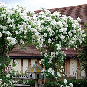 Rosier Fée des Neiges grimpant 30/50 cm en pot de 3 litres