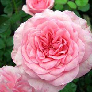 Rosier Guy de Maupassant® 20/40 cm en pot de 2 litres
