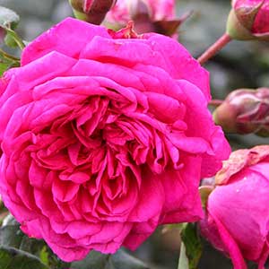 Rosier grimpant Laguna® 30/50 cm en pot de 2 litres