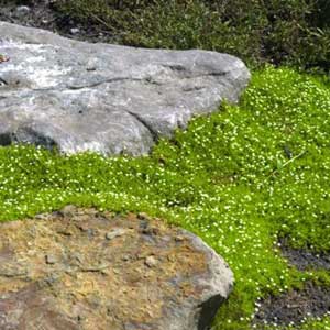 Sagine subulée, Sagina subulata la plante en godet de 9 cm
