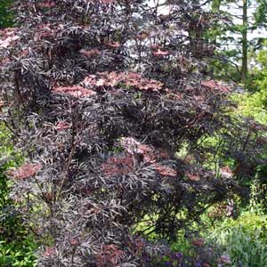 Sambucus nigra Black Lace®, Sureau noir 30/40 cm