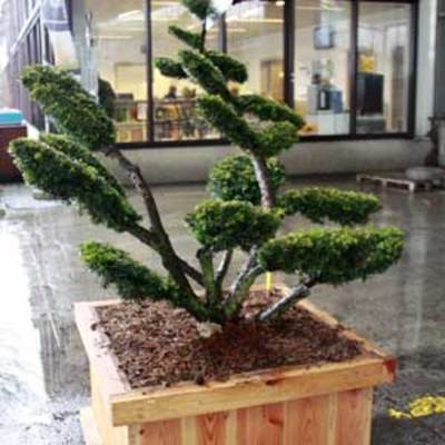 If du japon, Taxus cuspidata bonsaï taillé en nuages Caisse bois 70 x 70 cm, bonsaï hauteur 125/150 cm