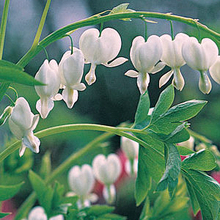 Coeur de Marie Alba (Plante en pot)