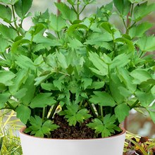 LivÃ¨che - Ache des montagnes (Plante en pot)