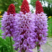 Primula Vialii - PrimevÃ¨re des marais (Plantes en Pot)