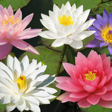 NÃ©nuphar en MÃ©lange (Nymphaea)