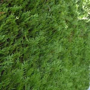 Thuya géant, Thuya plicata Atrovirens 200/250 cm en motte