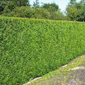 Thuya plicata Excelsa 125/150 cm en motte