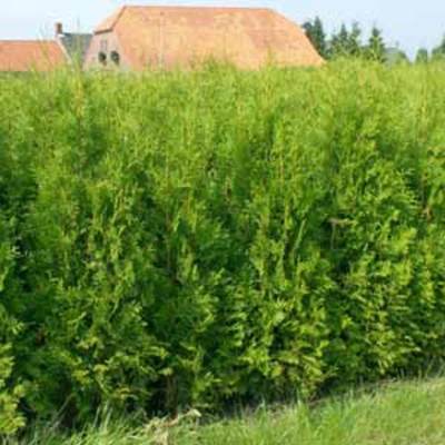 Thuya du Canada, Thuja occidentalis Brabant 125/150 cm en motte