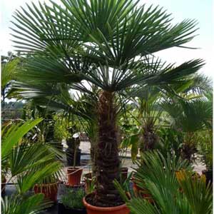 Palmier chanvre, Trachycarpus fortunei 60/80 cm