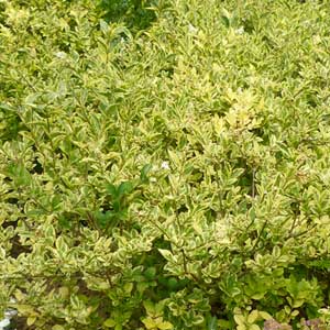 Troène doré, Ligustrum ovalifolium Aureum 125/150 cm