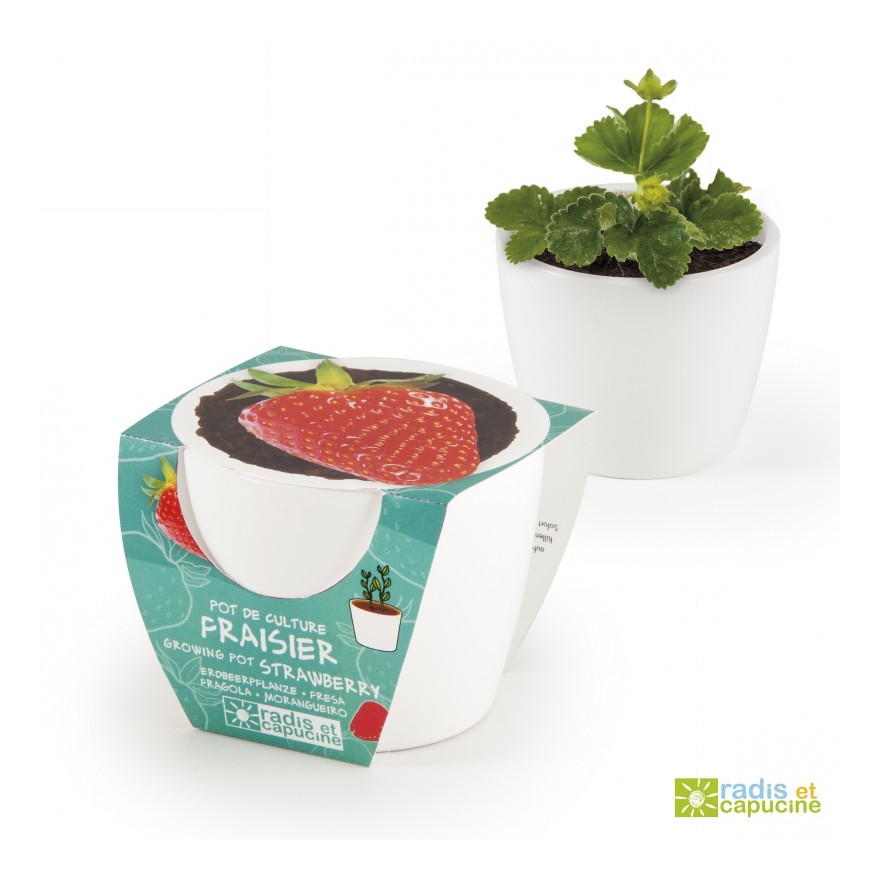 Pot céramique blanc 8 cm Fraisier - RADIS ET CAPUCINE