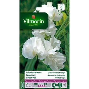 VILMORIN Pois de senteur Spencer White Enseign blanc