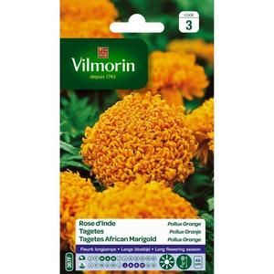 VILMORIN Rose d?Inde Pollux orange