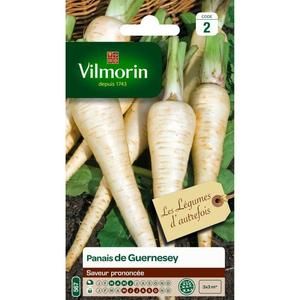 VILMORIN Panais de Guernesey