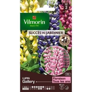 VILMORIN Lupin Gallery
