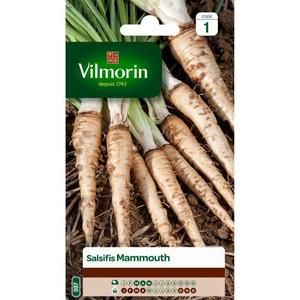 VILMORIN Salsifis mammouth