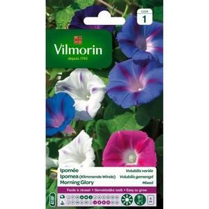 VILMORIN Ipomée Volubilis variée