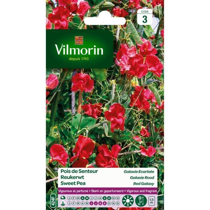 VILMORIN Pois de senteur Galaxie ecarlate