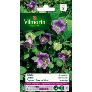 VILMORIN Cobée grimpante