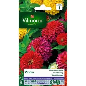 VILMORIN Zinnia a fleur monstrueuse varie