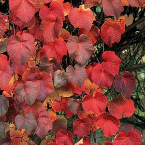 Vitis coignetiae, Vigne de Coignet 60/80 cm