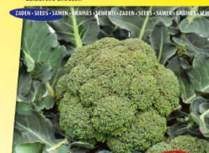 Chou brocoli Verde Calabrese