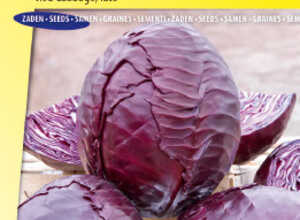 Chou rouge tardif Langedijker Bewaar 2
