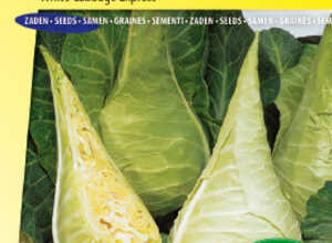 Chou cabus Express Filderkraut - Hilmar Chou cabus Express Filderkraut - Hilmar