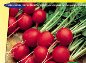 Radis Celesta F1
