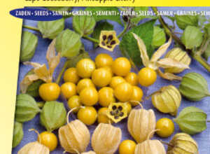 Coqueret comestible Du Perou SunFruit Coqueret comestible Du Perou SunFruit