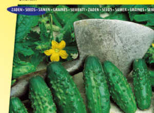 Cornichon Levina F1