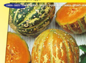 Melon ananas Oranje Ananas
