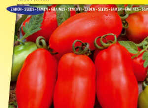 Tomate d'Italie San Marzano 3 Tomate d'Italie San Marzano 3