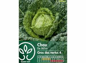 Chou De Milan 'Gros des Vertus 4'